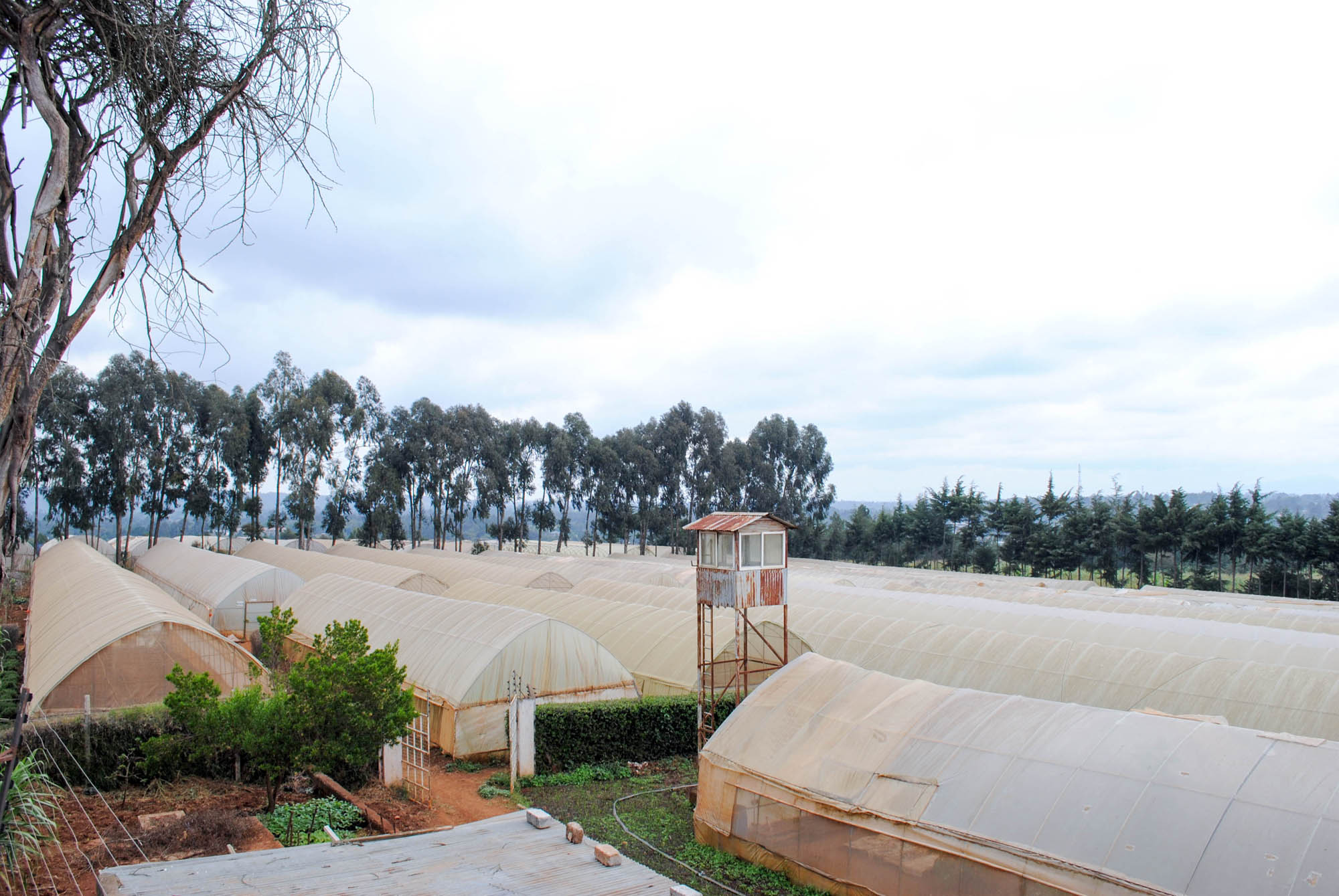 13 Acre Farm in Limuru